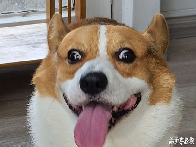 捕獲一只柯基(≧ω≦)/