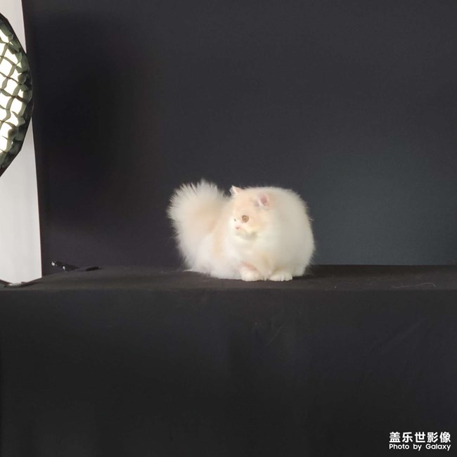 第三屆世寵國(guó)際名貓展
愛(ài)德勝杯名貓?? 選美比賽