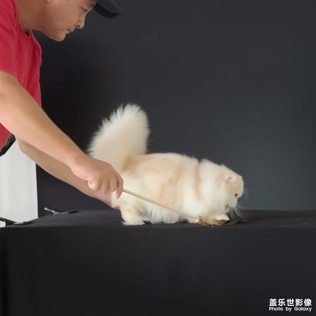 第三屆世寵國(guó)際名貓展
愛(ài)德勝杯名貓?? 選美比賽