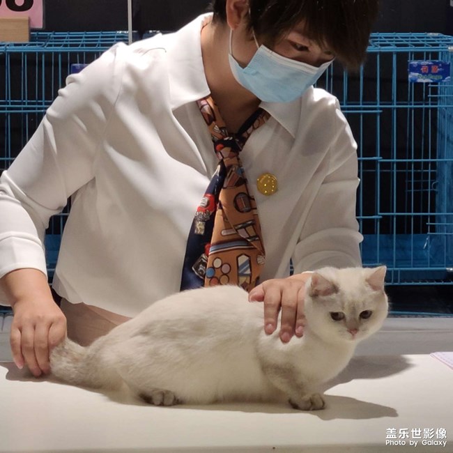 第三屆世寵國(guó)際名貓展
愛(ài)德勝杯名貓?? 選美比賽