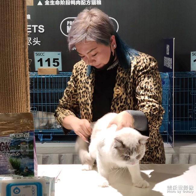 第三屆世寵國(guó)際名貓展
愛(ài)德勝杯名貓?? 選美比賽