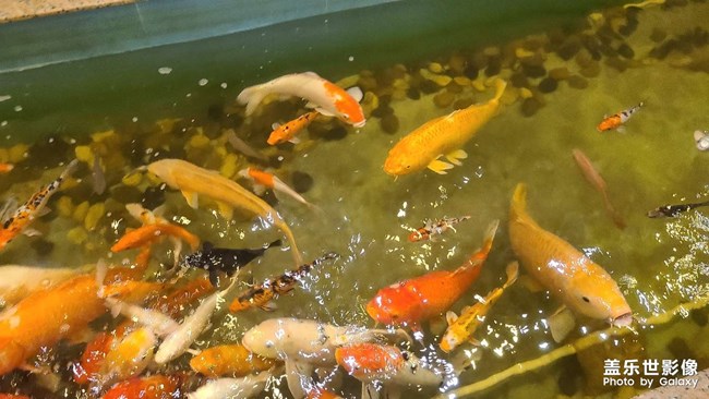 慶祝雙節(jié)，菜品很多，拍不完??門(mén)口的冬瓜就是這樣煮的