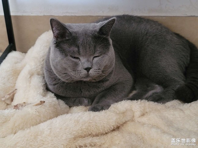 自己的貓，直出