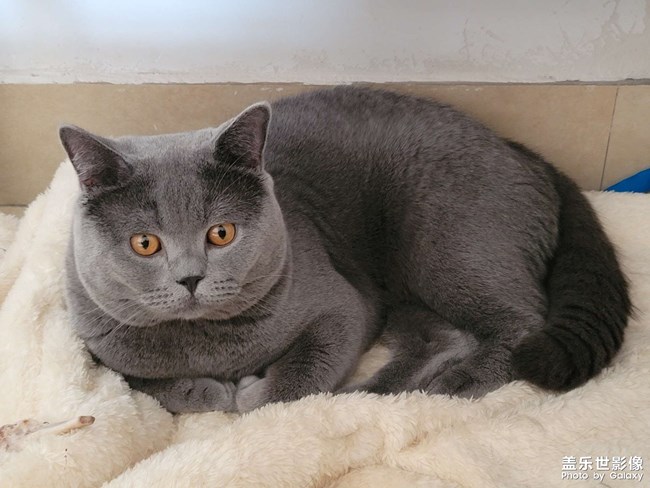 自己的貓，直出