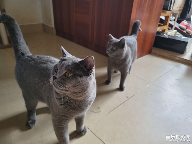 自己的貓，直出