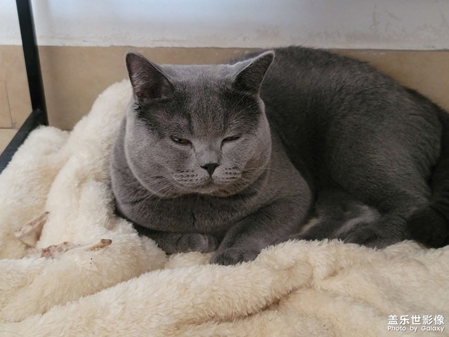 自己的貓，直出