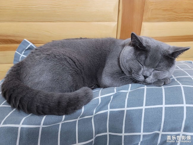 自己的貓，直出