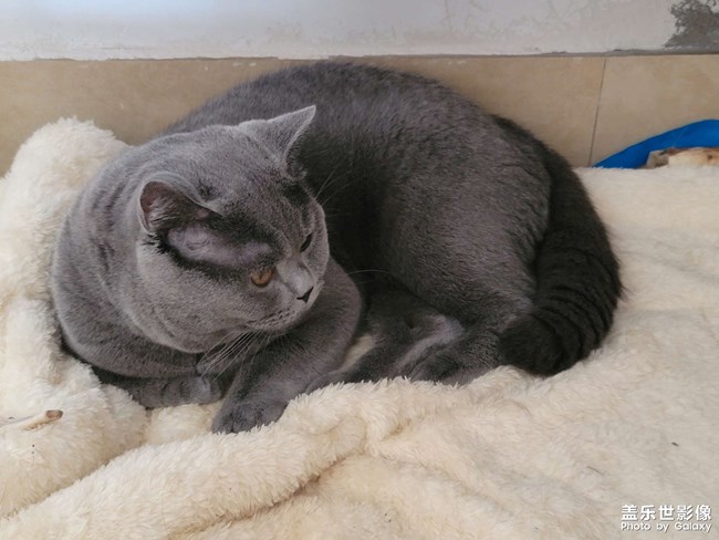 自己的貓，直出