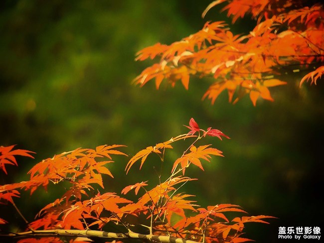 《每周星鮮事》第47期: 星粉體驗(yàn)團(tuán) 等你來(lái)參與