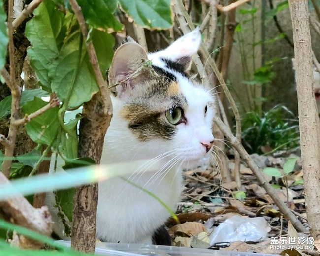 拍的流浪貓