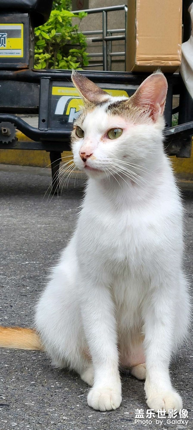 拍的流浪貓