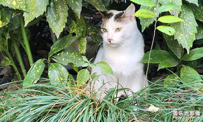 拍的流浪貓