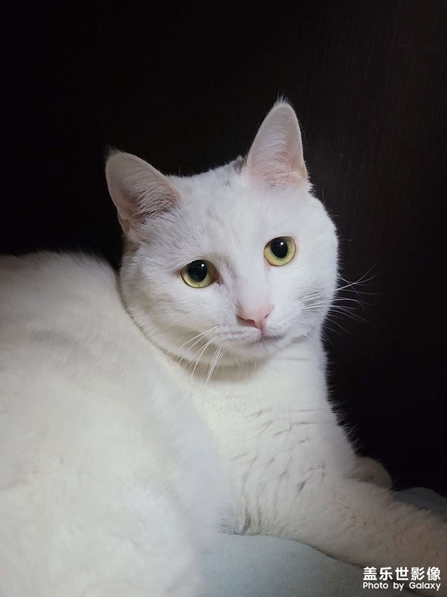 #家有萌寵#雪糕*