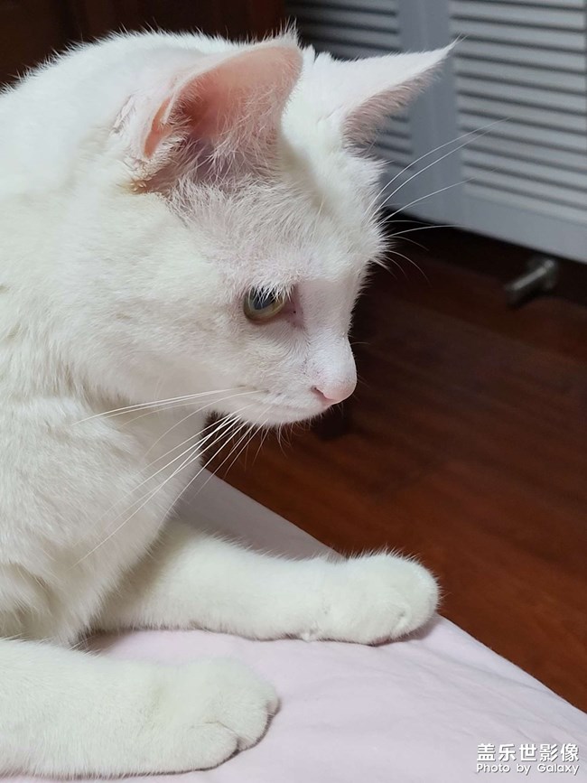 #家有萌寵#雪糕*