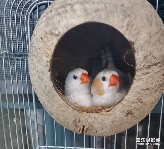 《每周星鮮事》 第49期