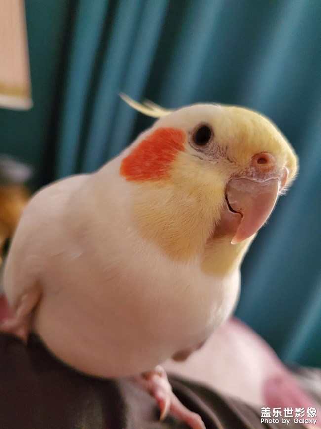 賣(mài)個(gè)萌吧?。? title=