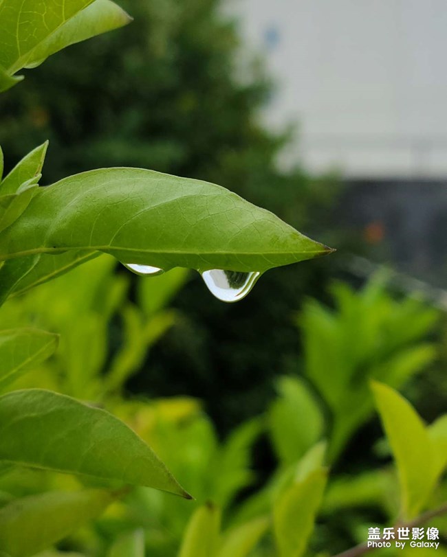 我就覺得對焦好難，大概25cm就找不到焦點