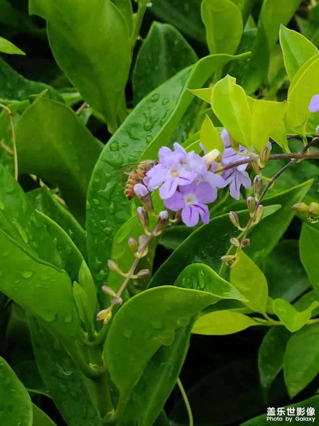 我就覺得對焦好難，大概25cm就找不到焦點