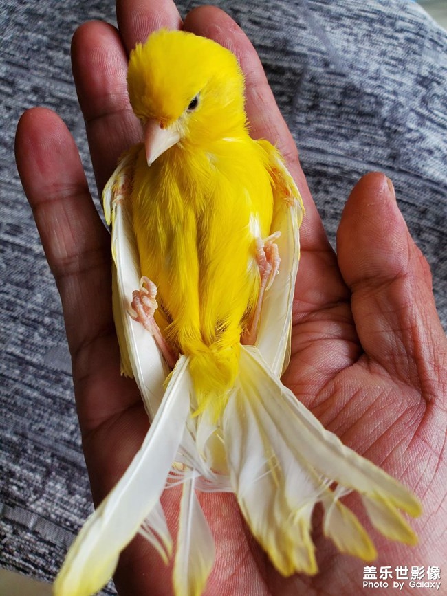 小阿寶，跟孩子一樣可愛！自己會(huì)開籠子的門！