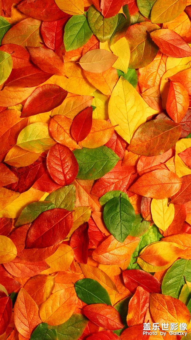 高清手機(jī)壁紙來(lái)一波