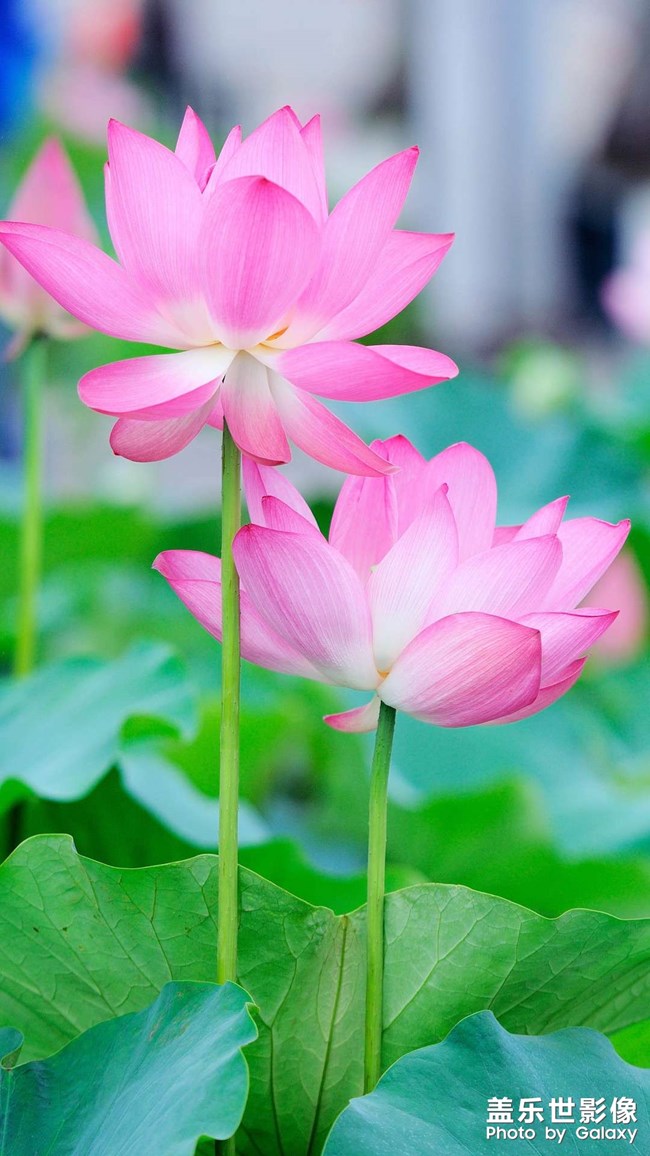 高清手機(jī)壁紙來(lái)一波