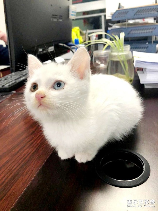 帶去辦公室，竟然還躲起來