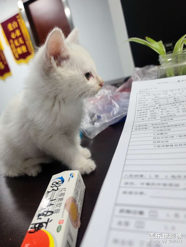 帶去辦公室，竟然還躲起來