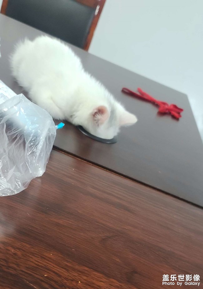 帶去辦公室，竟然還躲起來