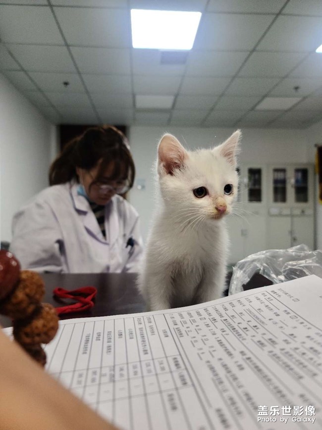 帶去辦公室，竟然還躲起來