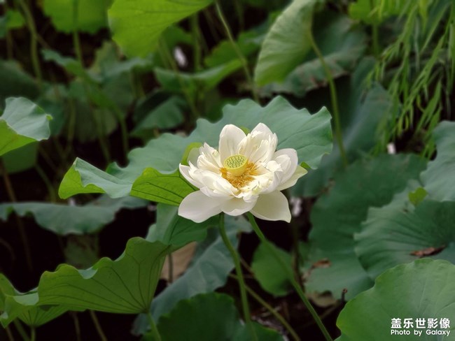 【難忘2020】+ 一直在路上