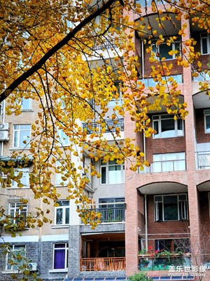 【時(shí)光】+深冬最后的金黃街景