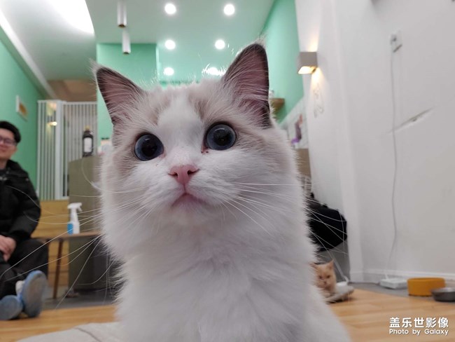 #吸貓#貓想擼貓咖