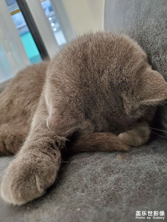 #吸貓#貓想擼貓咖