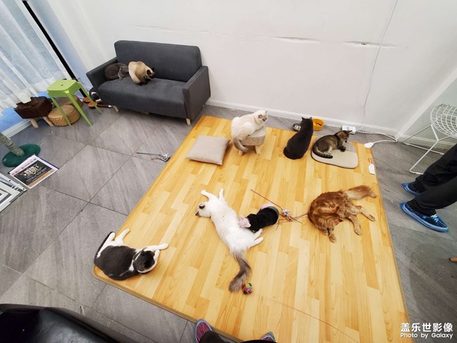 #吸貓#貓想擼貓咖