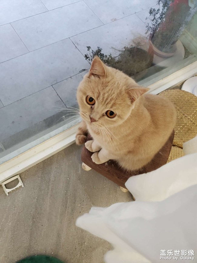 #吸貓#貓想擼貓咖