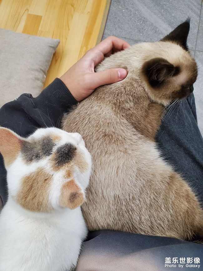 #吸貓#貓想擼貓咖