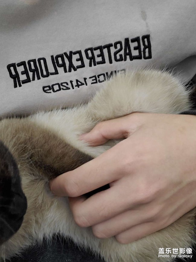 #吸貓#貓想擼貓咖