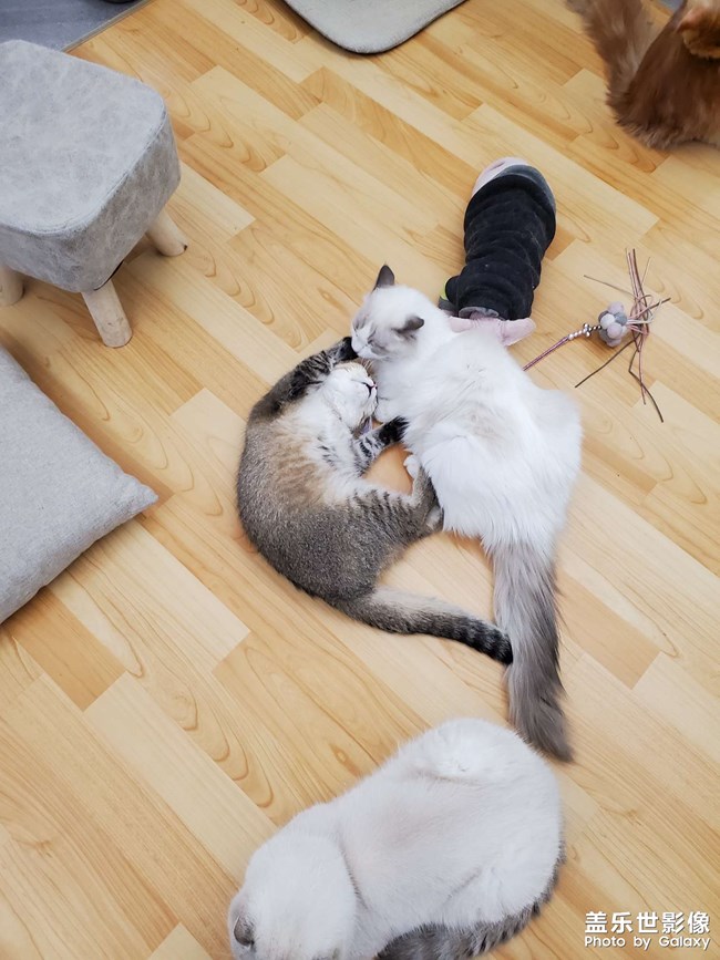 #吸貓#貓想擼貓咖