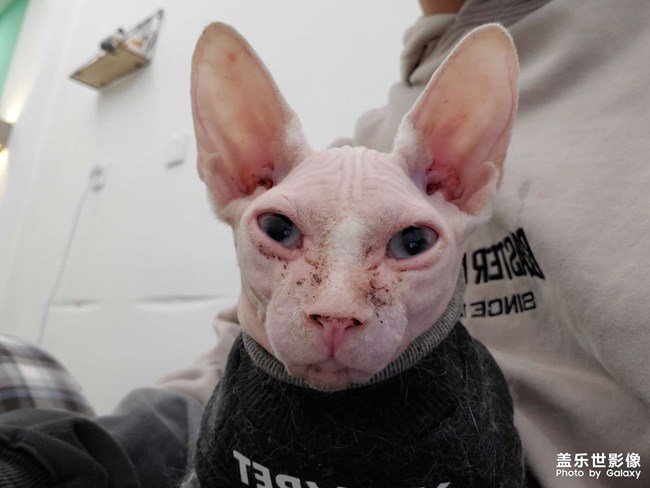 #吸貓#貓想擼貓咖