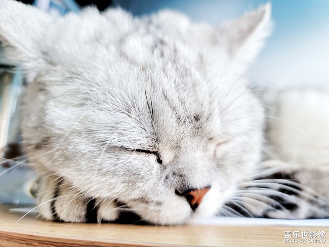 ai一鍵多拍之擼貓