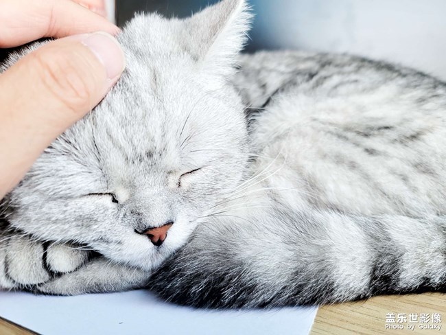 ai一鍵多拍之擼貓