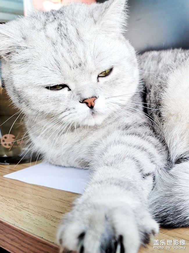 ai一鍵多拍之擼貓