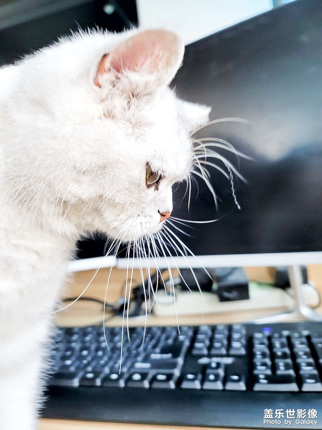 ai一鍵多拍之擼貓