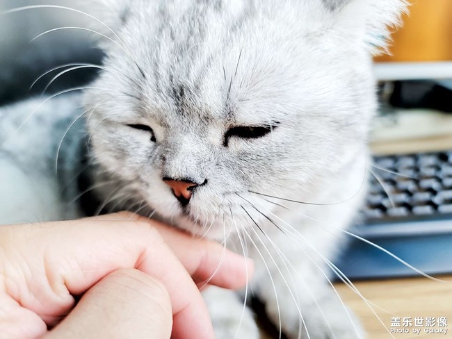 ai一鍵多拍之擼貓