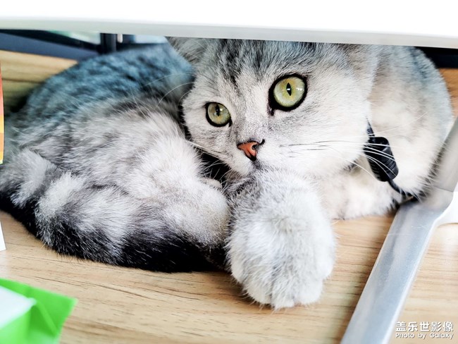 ai一鍵多拍之擼貓