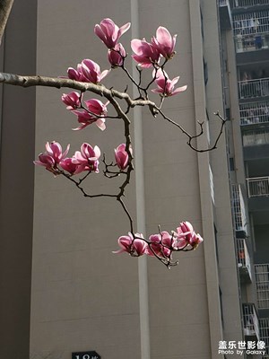 【大國(guó)小家】+我的家園春花爛漫