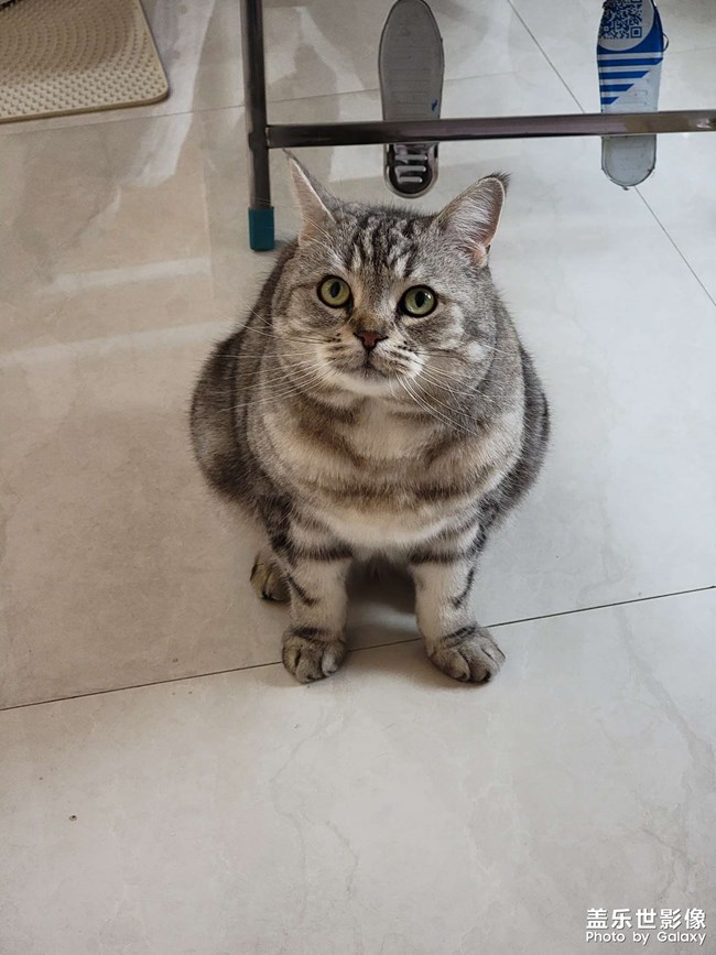 擼貓一時爽，一直擼貓一直爽