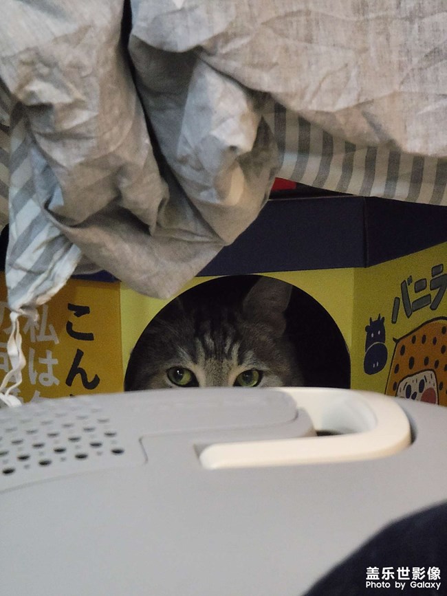 擼貓一時爽，一直擼貓一直爽