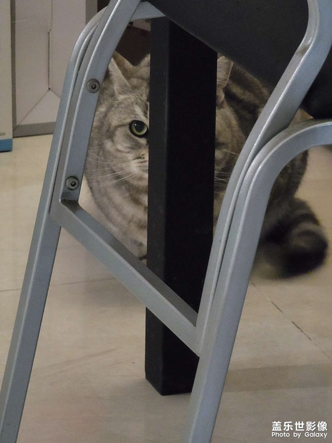 擼貓一時爽，一直擼貓一直爽