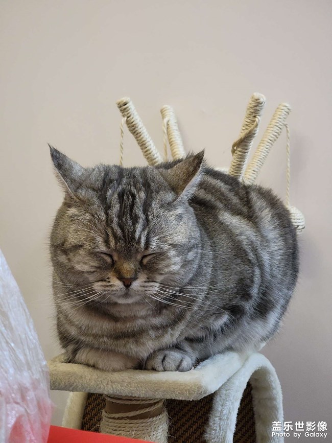 擼貓一時爽，一直擼貓一直爽